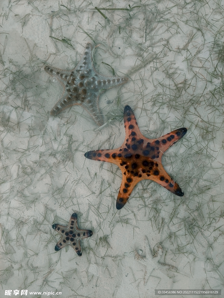 海星