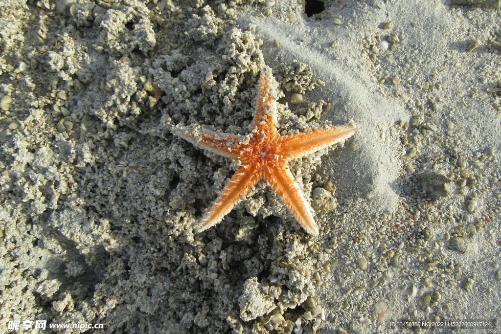 海星
