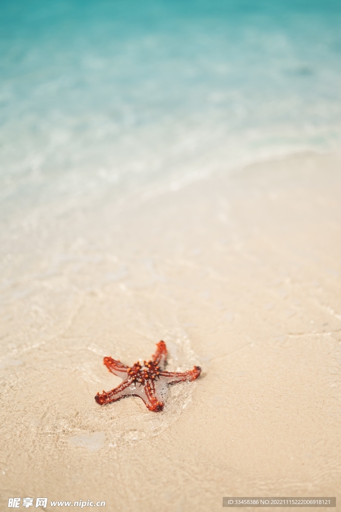 海星