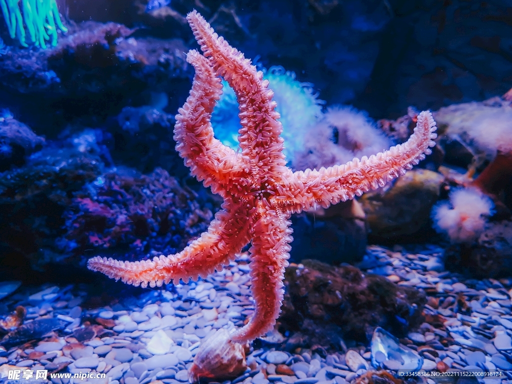 海星