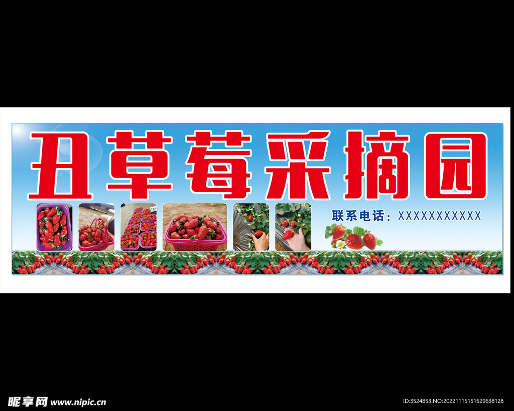 草莓采摘