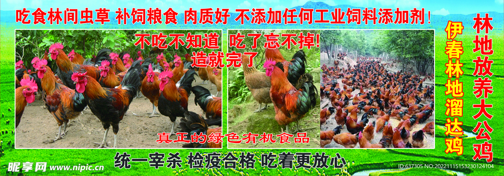 山地养鸡