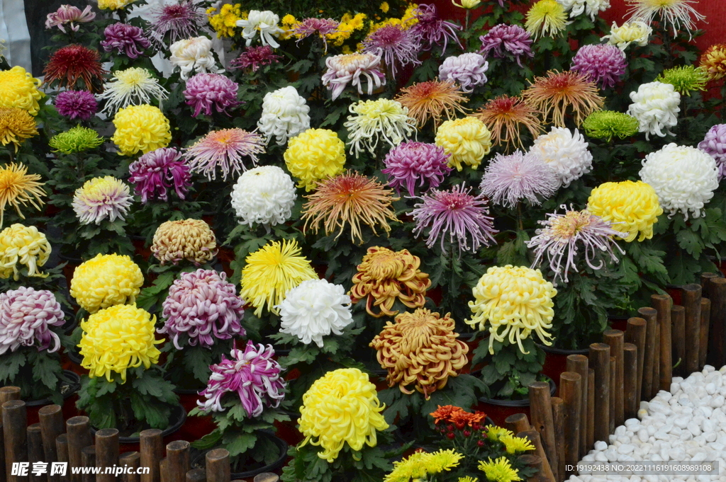 菊花 