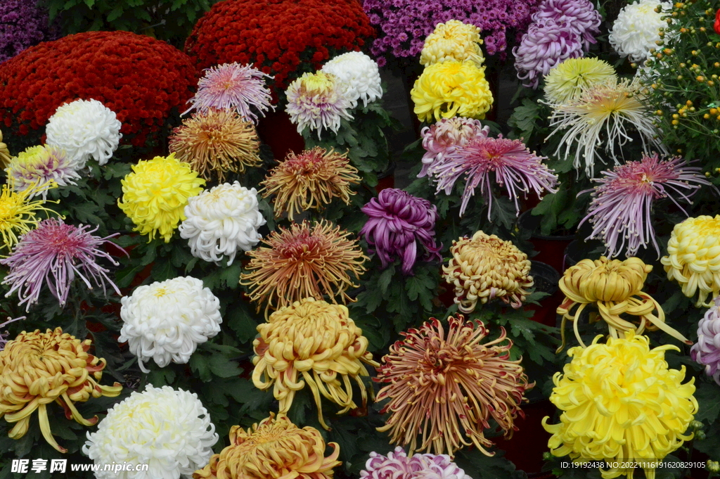 菊花 