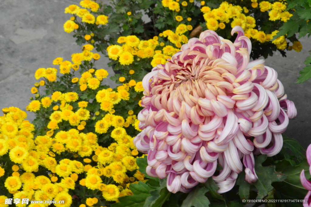 菊花