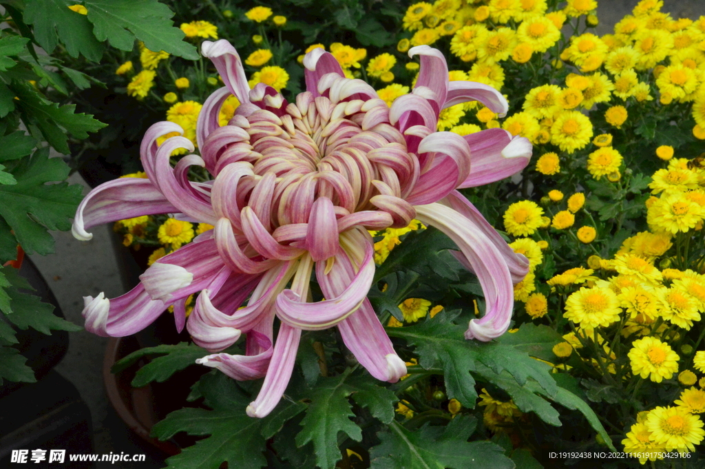 菊花