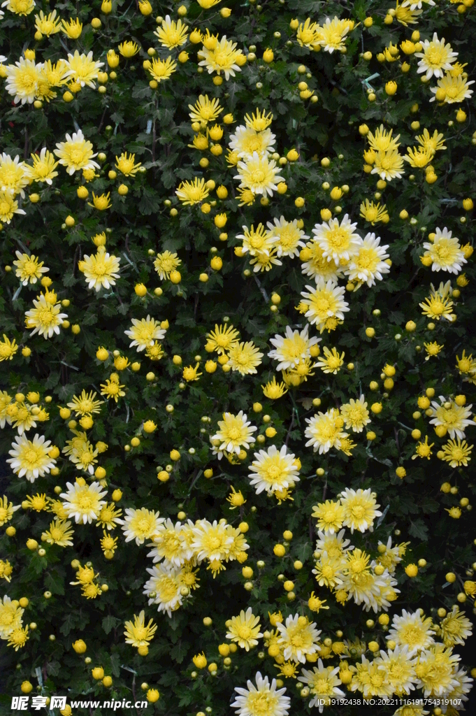 菊花 