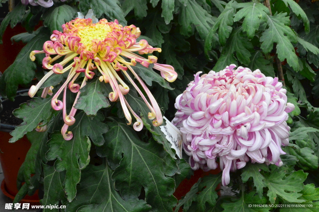 菊花 