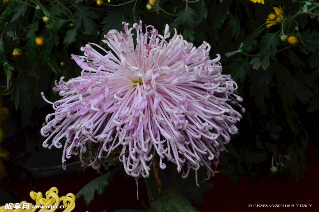 菊花 