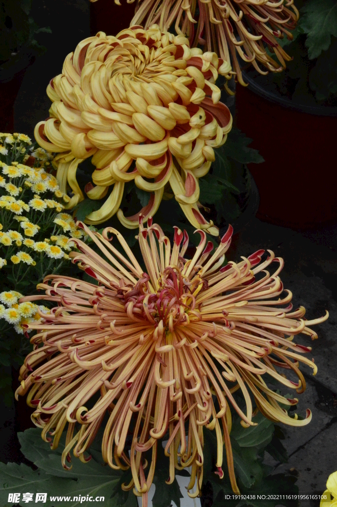 菊花 