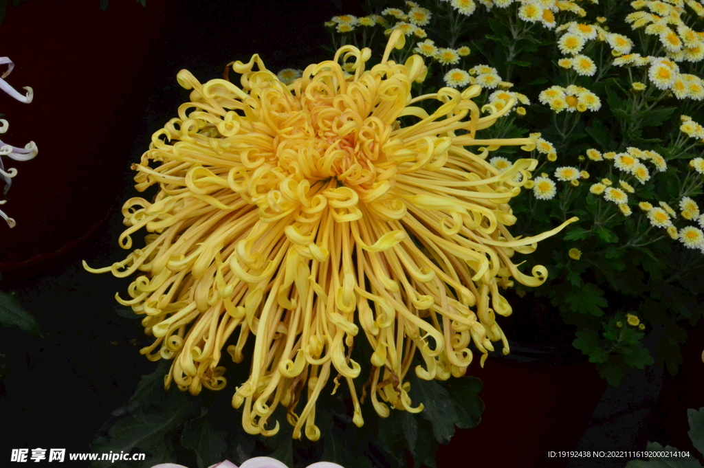 菊花 