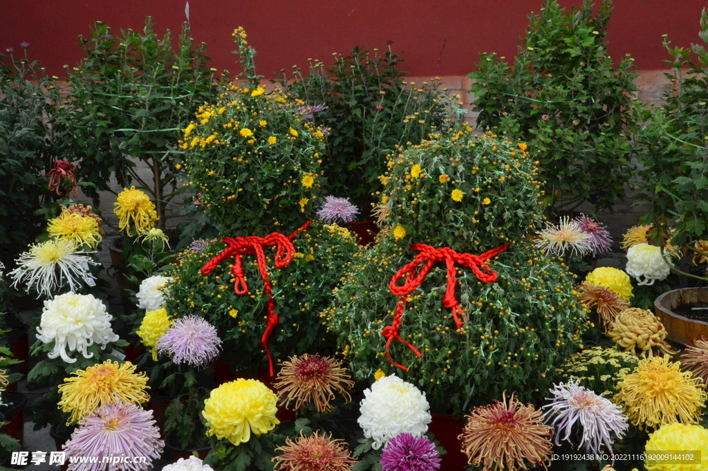 菊花 