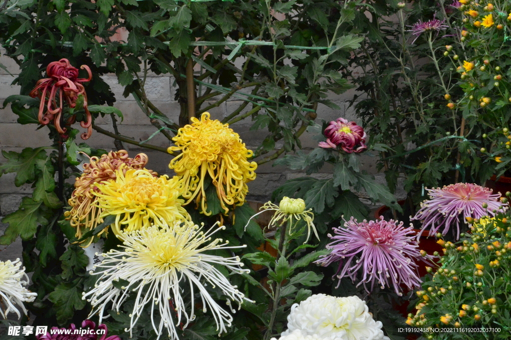 菊花 