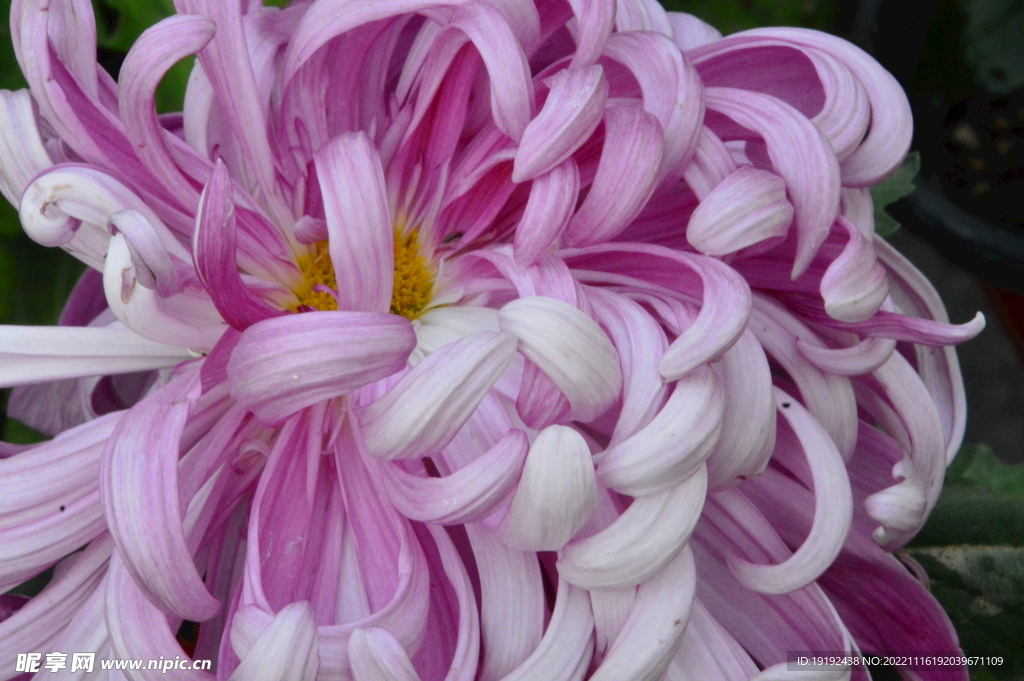 菊花