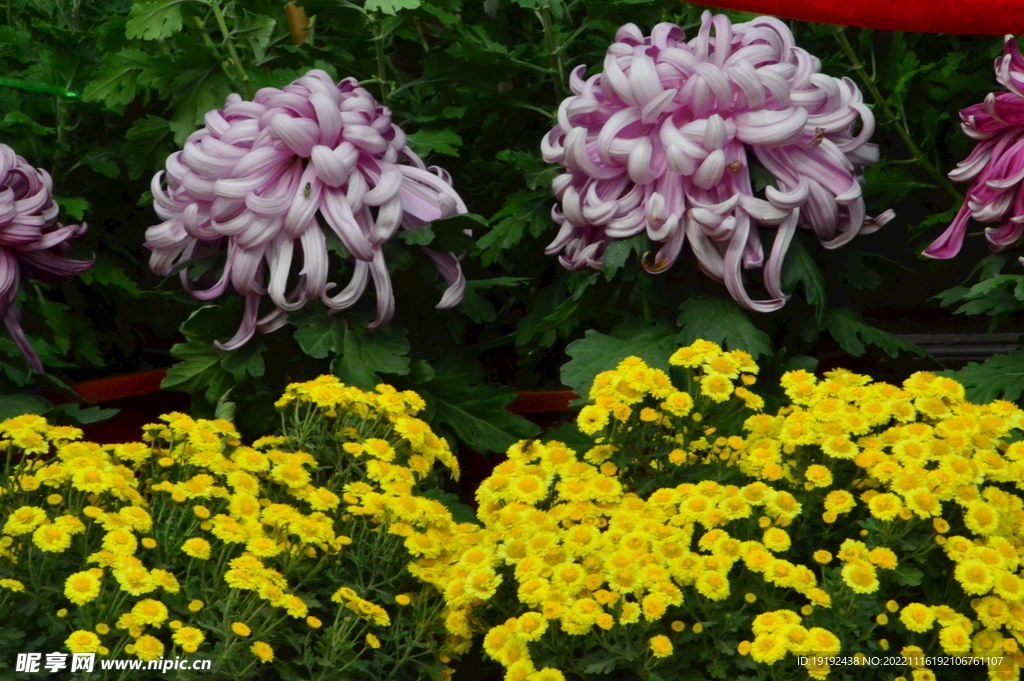 菊花 