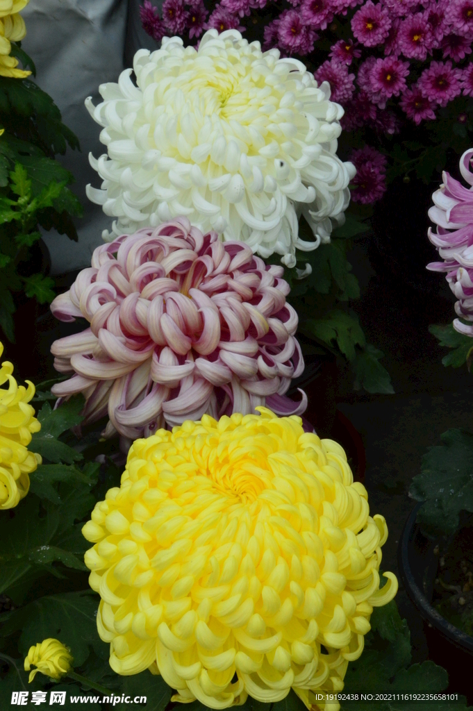 菊花 
