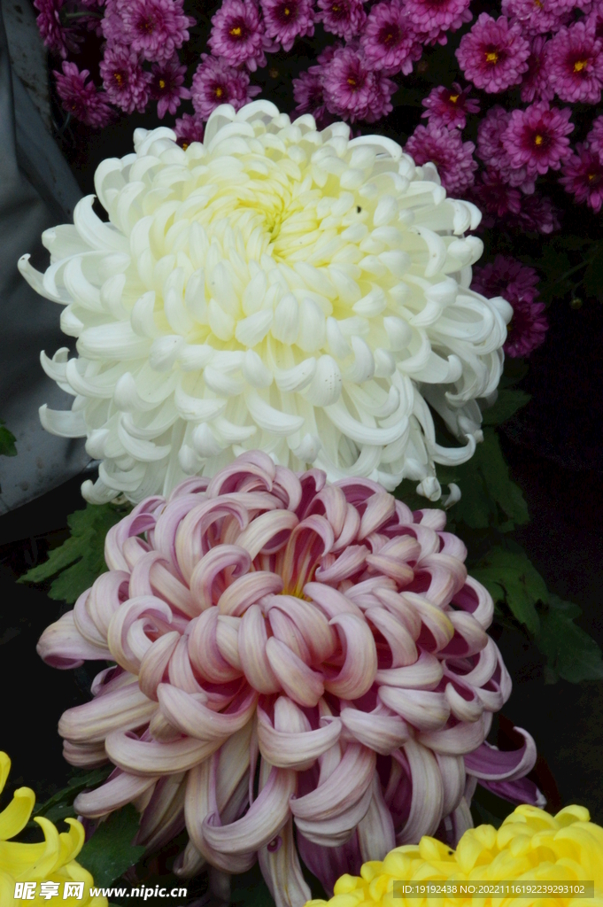 菊花 