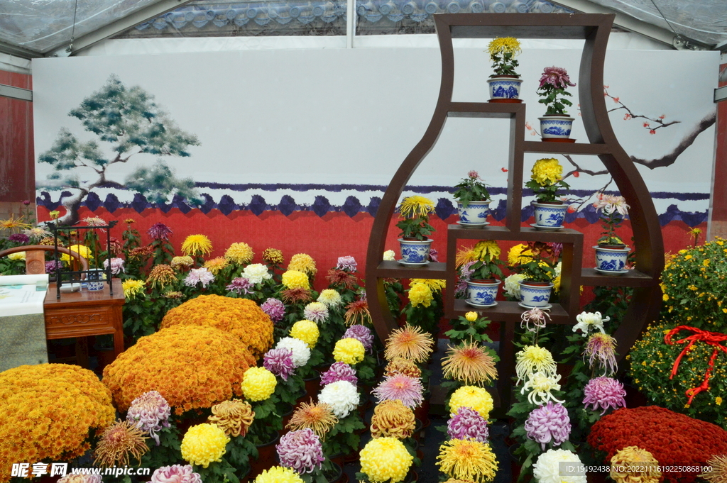 菊花