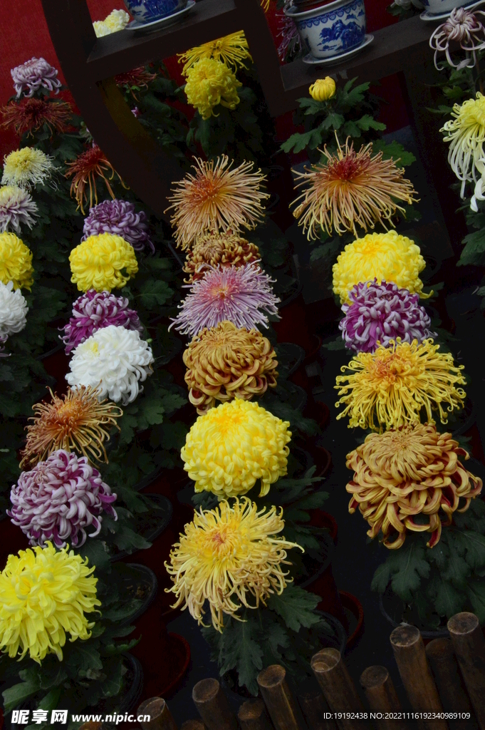 菊花 