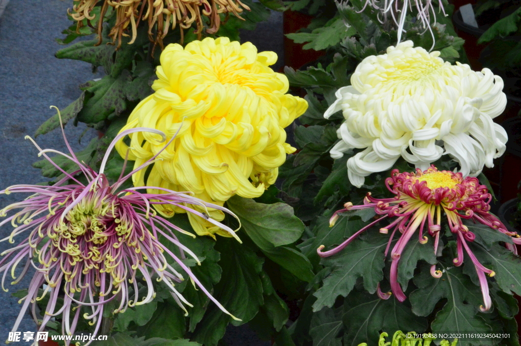 菊花