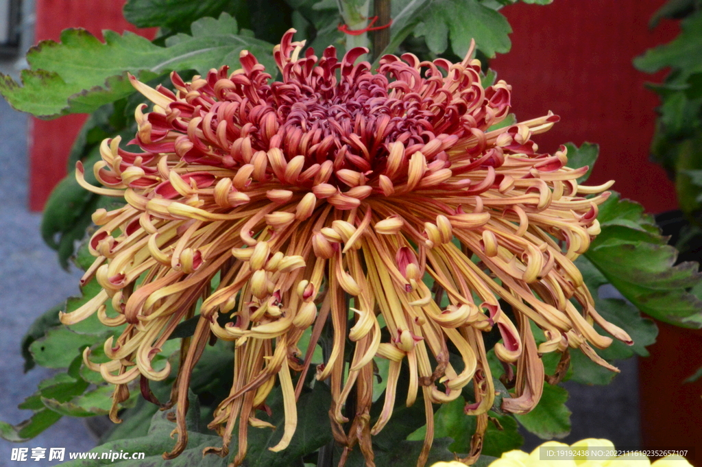 菊花
