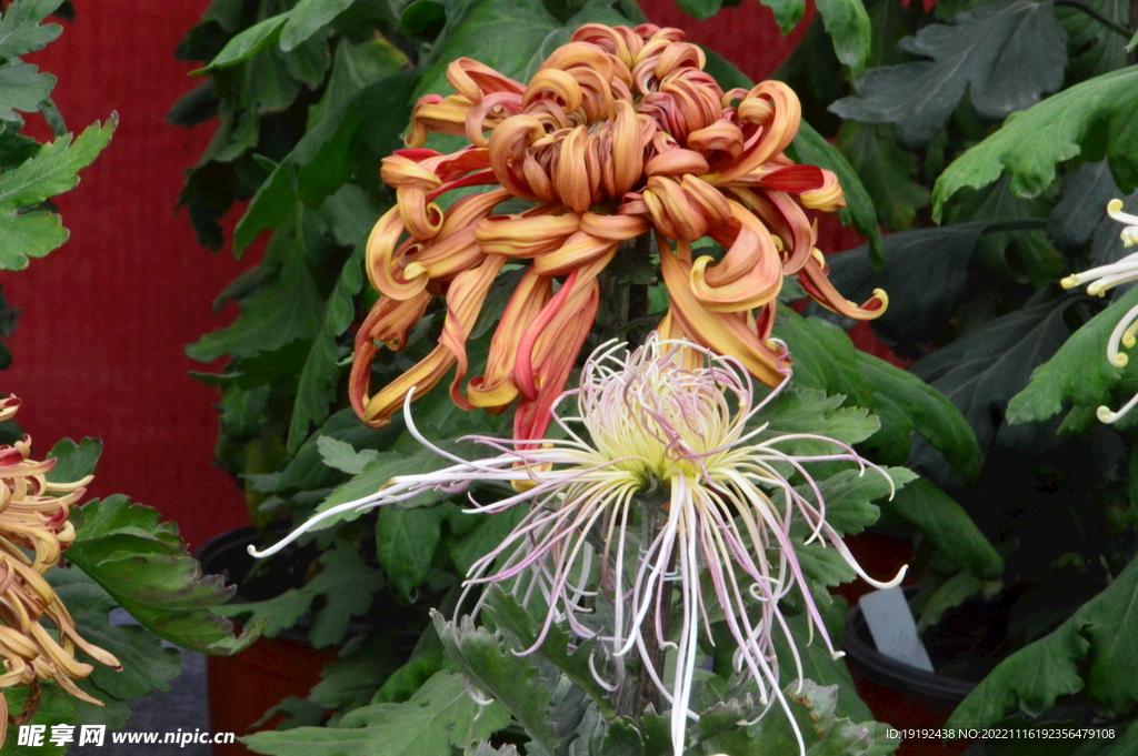 菊花
