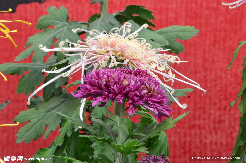 菊花