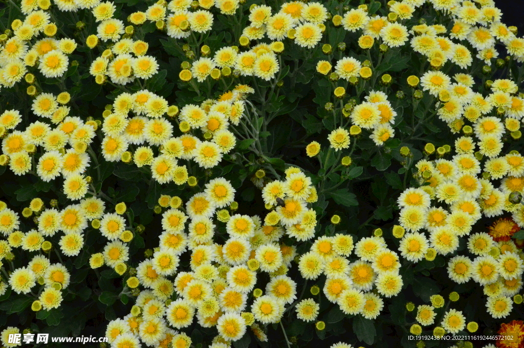 菊花 