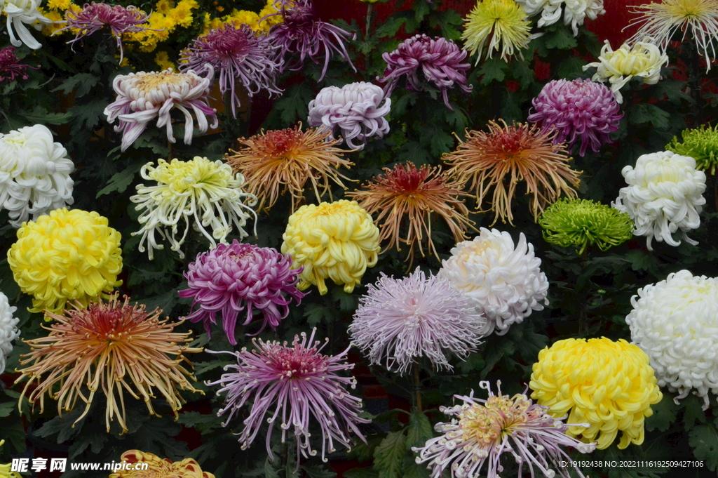 菊花