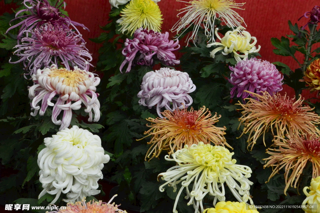 菊花 