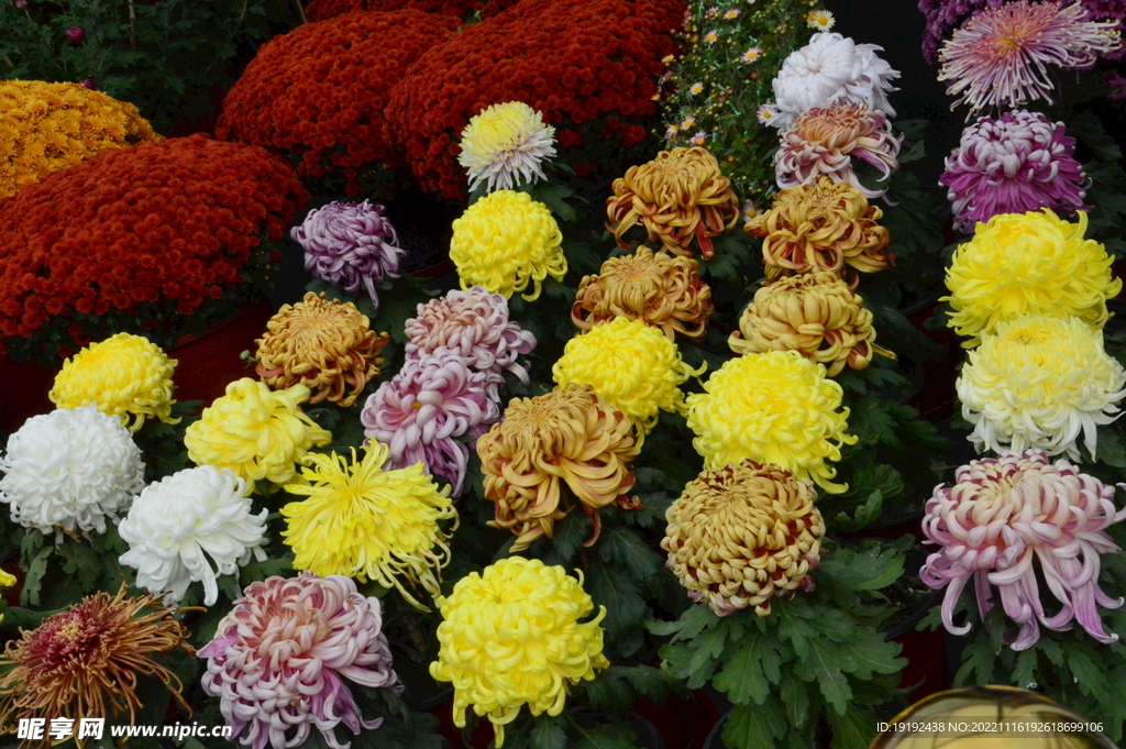 菊花 