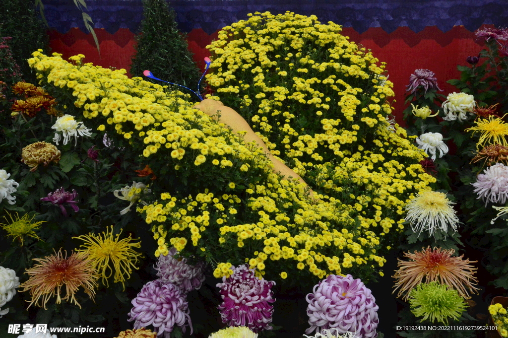 菊花