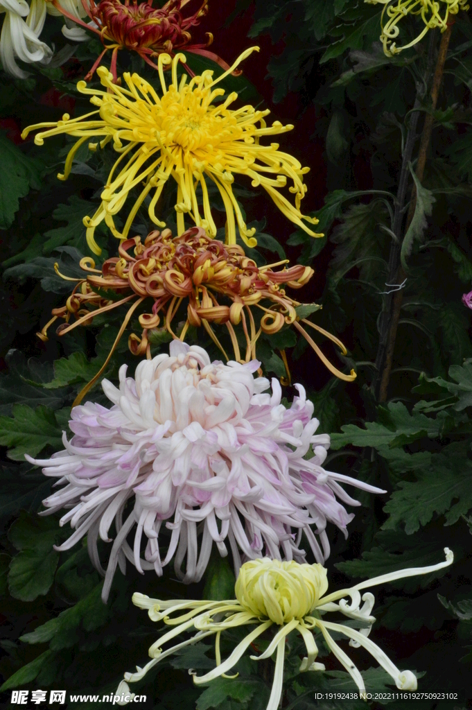 菊花