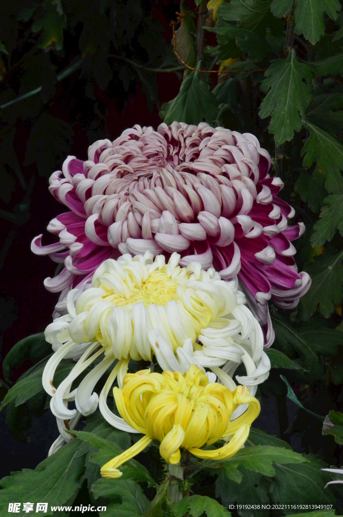 菊花 