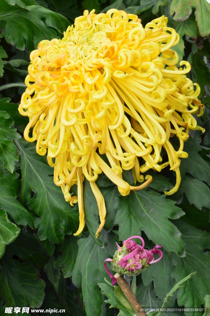 菊花