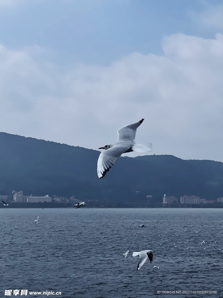 滇池海鸥