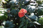 三七花头