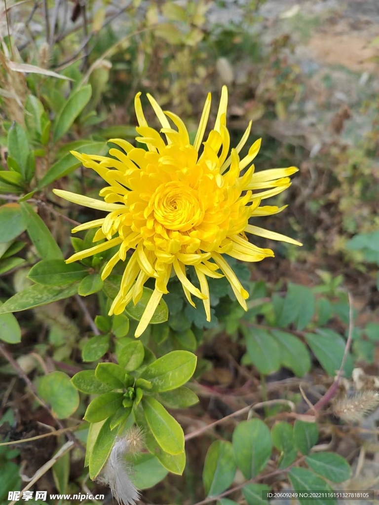 菊