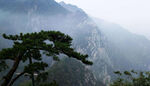 庐山松树