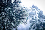 庐山雪松