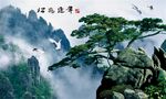 苍松迎客