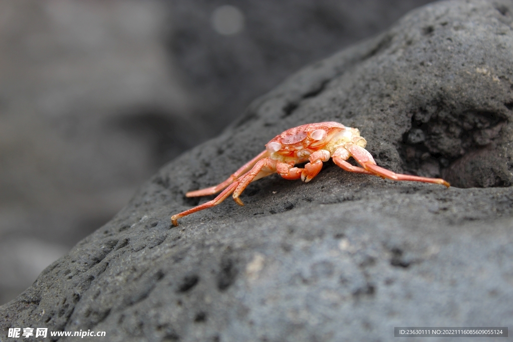 岩石上的螃蟹