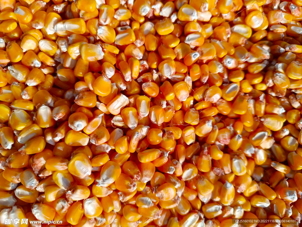  玉米粒 
