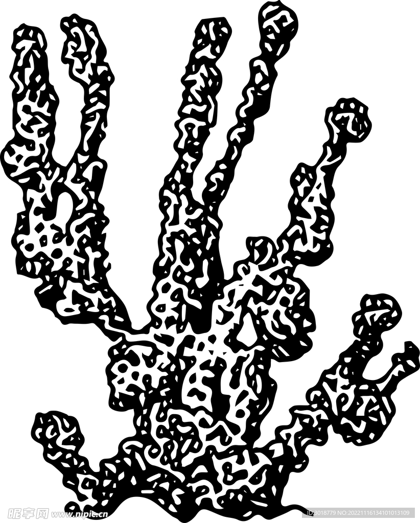 海藻