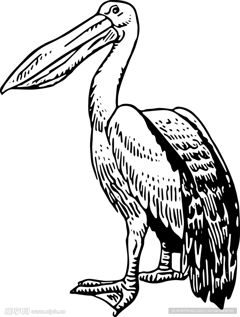 鸭子