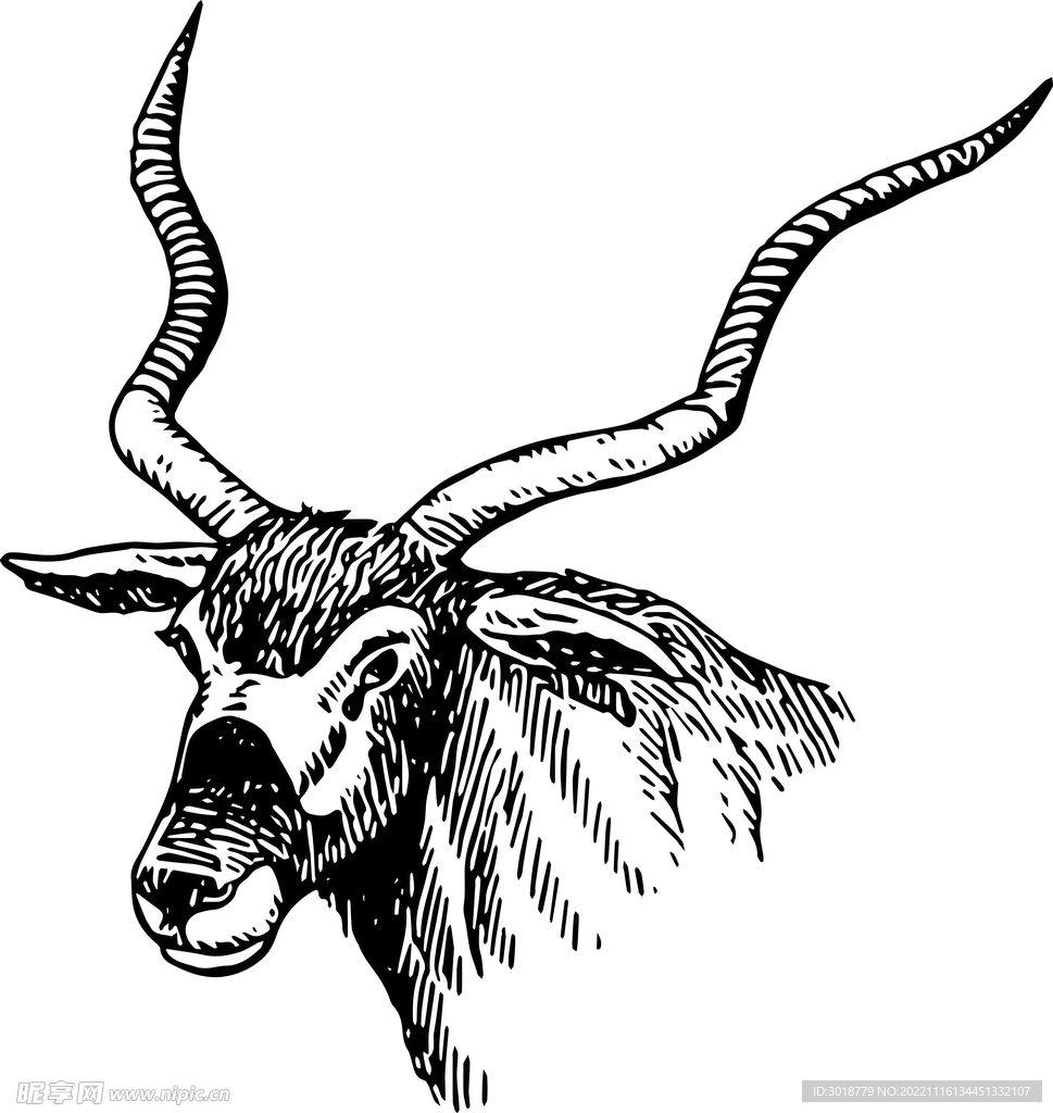 羊 
