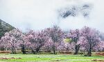 林芝桃花沟