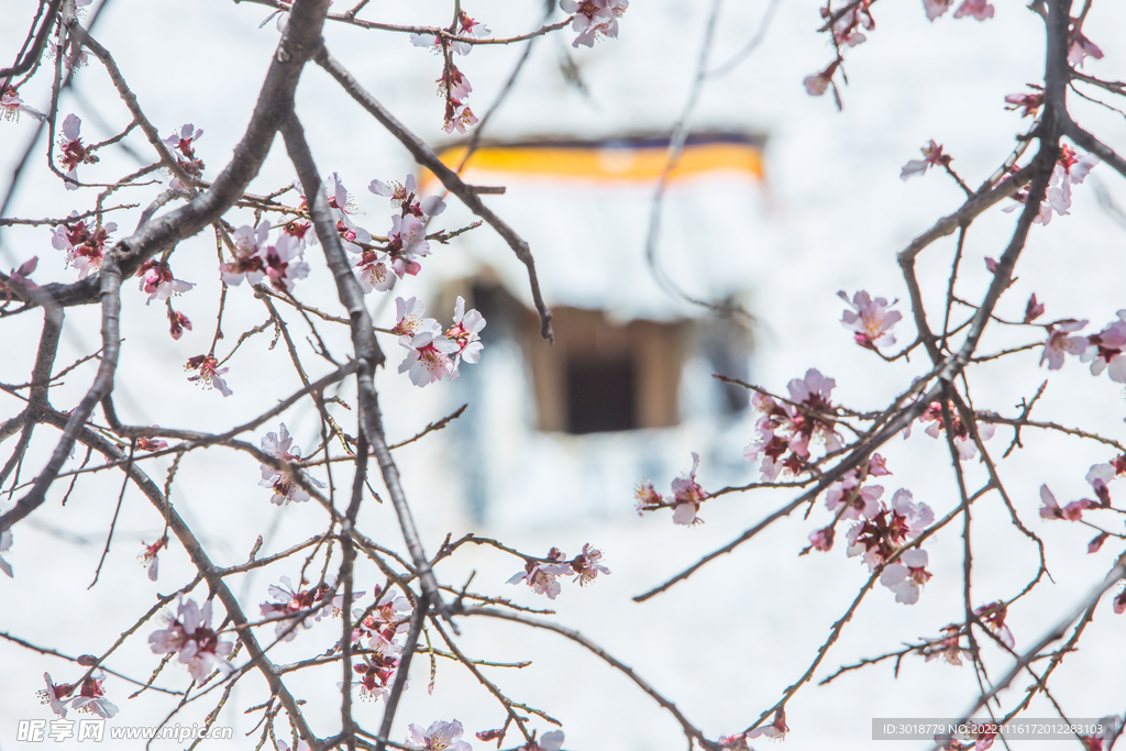 林芝桃花沟 