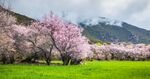林芝桃花沟 