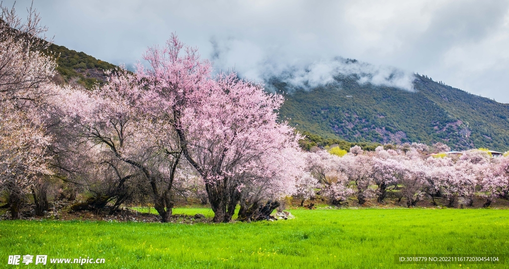 林芝桃花沟 